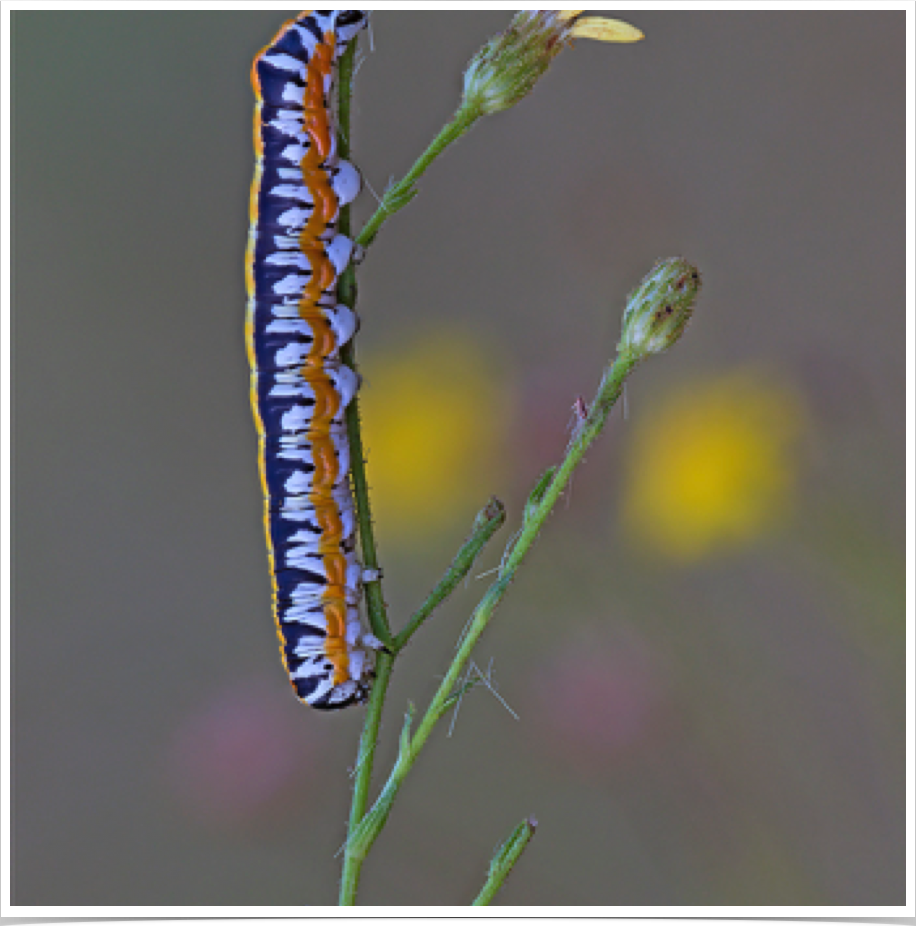 Cucullia alfarata
Camphorweed Cucullia
Bibb County, Alabama